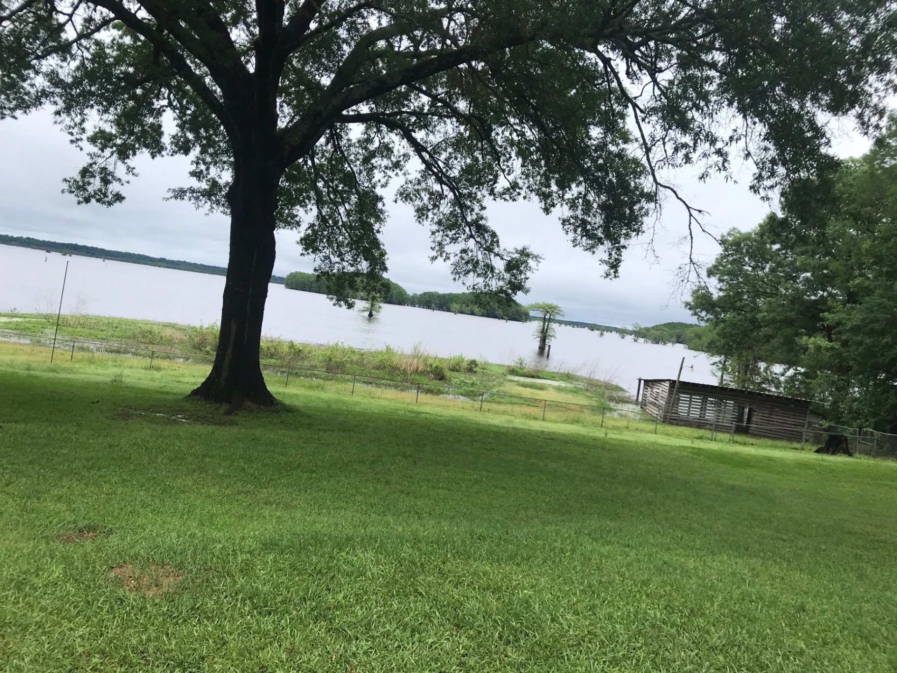 Lawn with mature oaks sloping down to Caddo Lake